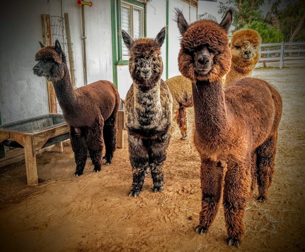 Diamond Valley Alpacas